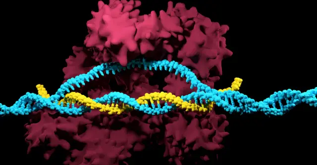 CRISPR: Conozca lo último en modificación genética