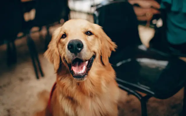 Descubre qué raza de perro hace match de acuerdo a cada signo zodiacal