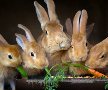 ¿Por qué tener un conejo en casa?