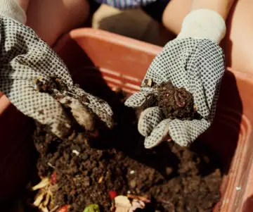 Cómo hacer abono para tus plantas en casa