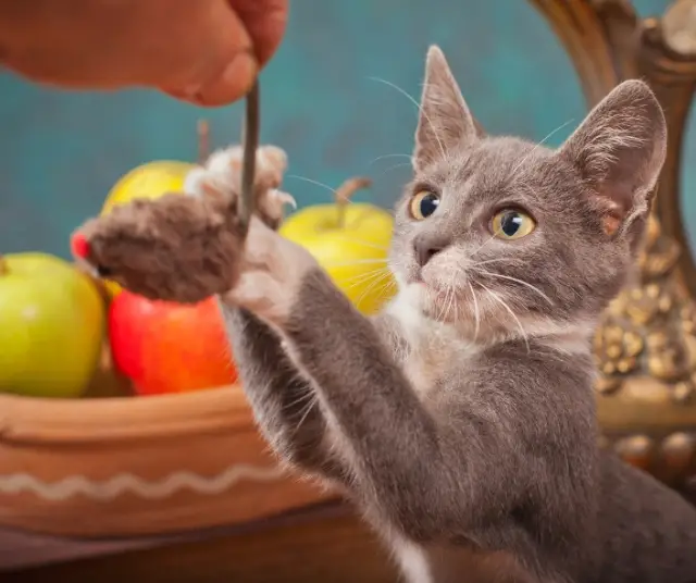 Juguetes especiales para tu gato