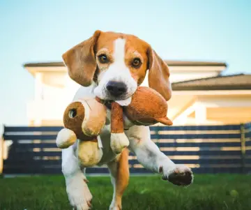 Como estimular a tu mascota