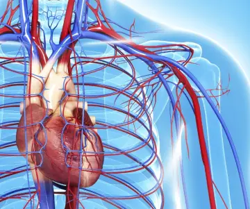 Enfermedades cardiovasculares