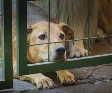 Maltrato animal en México: Una realidad que requiere atención urgente