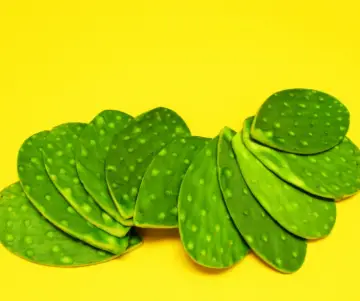 Beneficios de comer Nopales