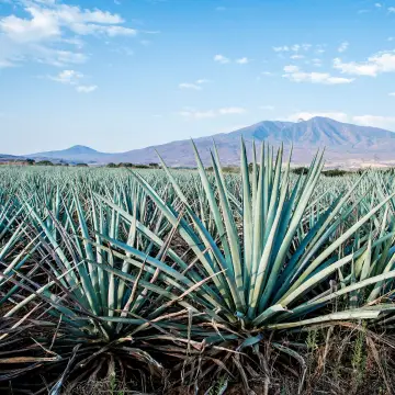 ¿Cómo se produce el tequila en México?