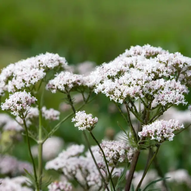 ¿Cuáles son los beneficios de la valeriana?