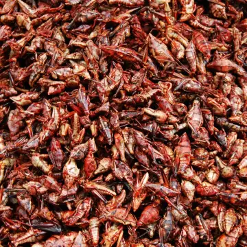 Curiosidades sobre los chapulines